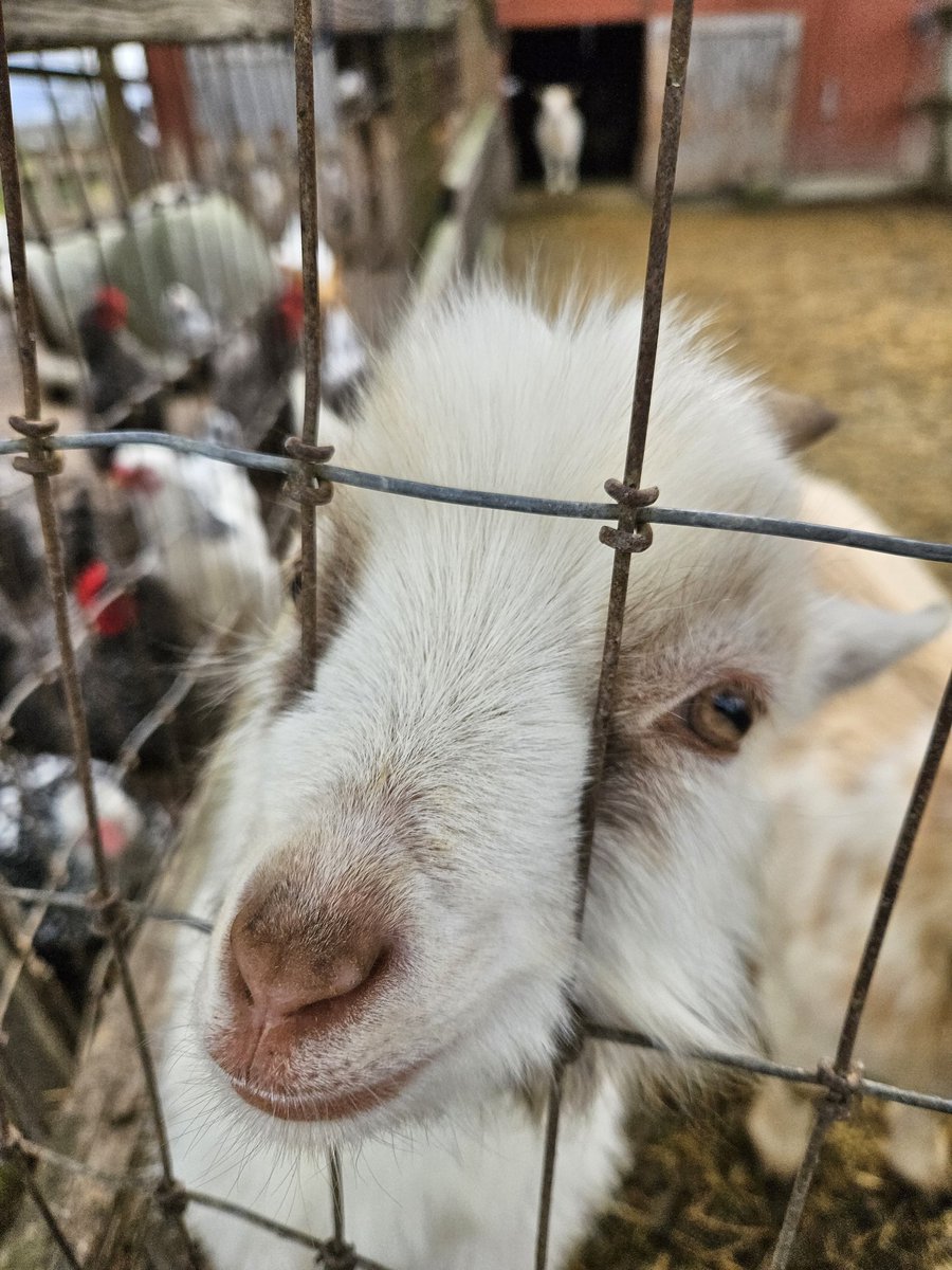 Icepickun's tweet image. G O A T