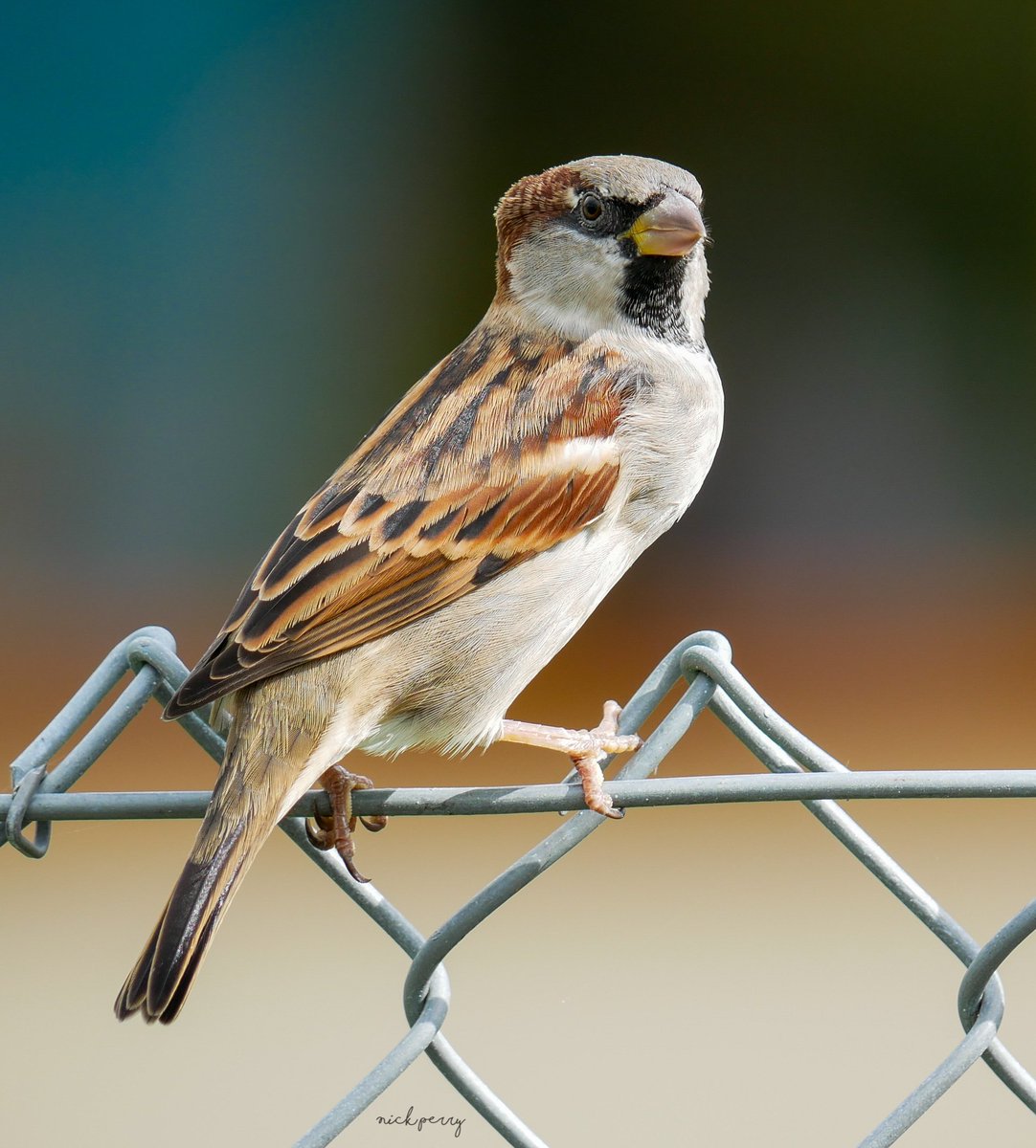 My favourite sparrow shot for
#WorldSparrowDay2024 if you love these birds as much as we do then join us every sunday
For #SparrowSunday where we share pics of sparrows from across  the 🌎 and have some fun 😁
#TwitterNatureCommunity 
#TwitterNaturePhotography 
#NatureTherapy🏴󠁧󠁢󠁷󠁬󠁳󠁿