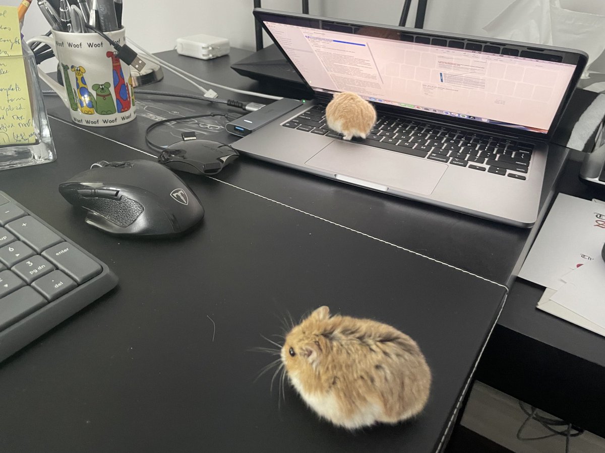 Handy built-in mouse 🐭😂