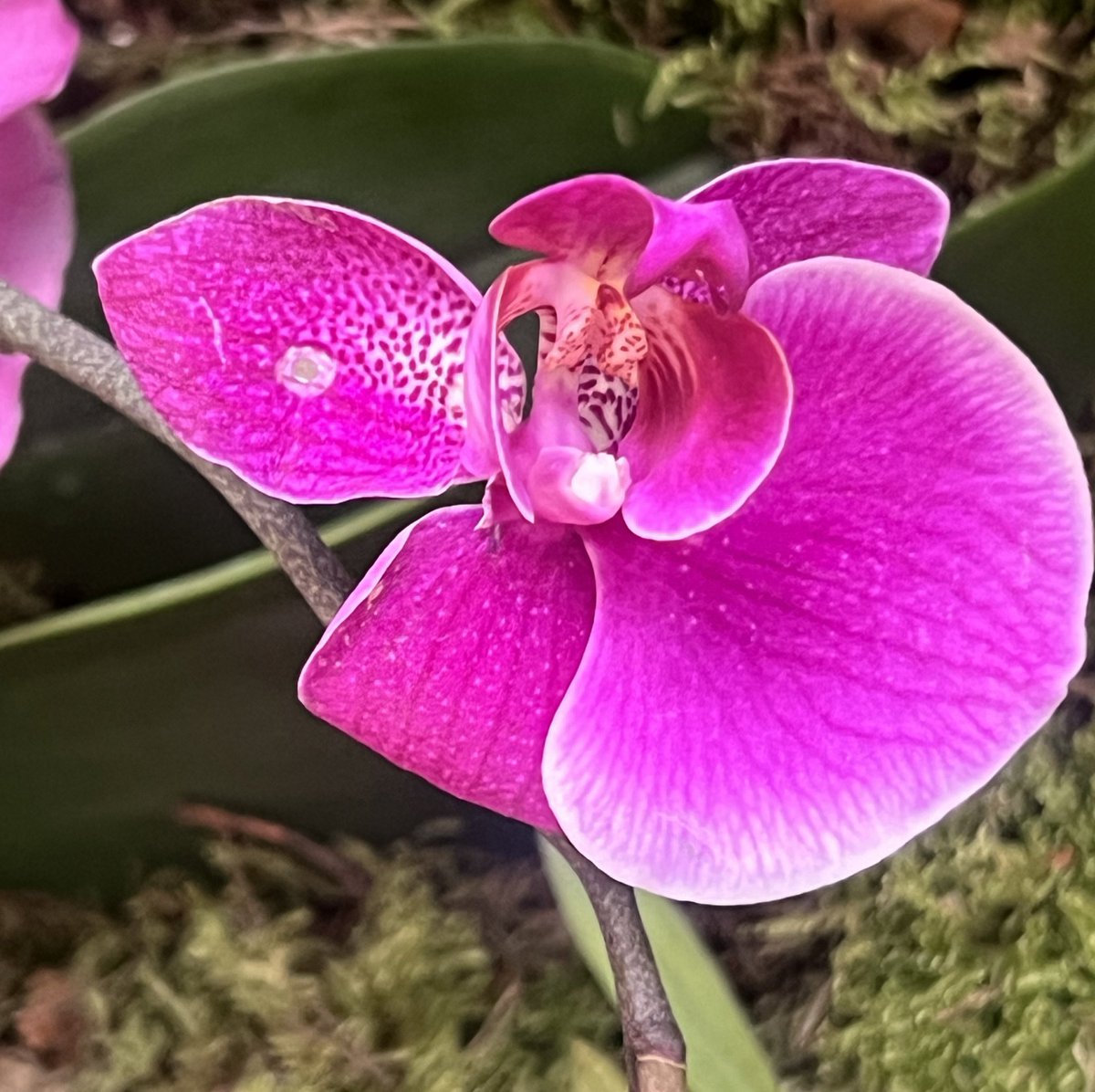 Recently I went for the 1st time in my life to the @The_RHS #Orchid Show! Most amazing experience! Pure joy for the eyes & soul.🥰😍 Guess how many pictures I’ve taken?… A lot! 😂😂 #Happiness is basking in the beauty of flowers… #InternationalDayOfHappiness Thread👇