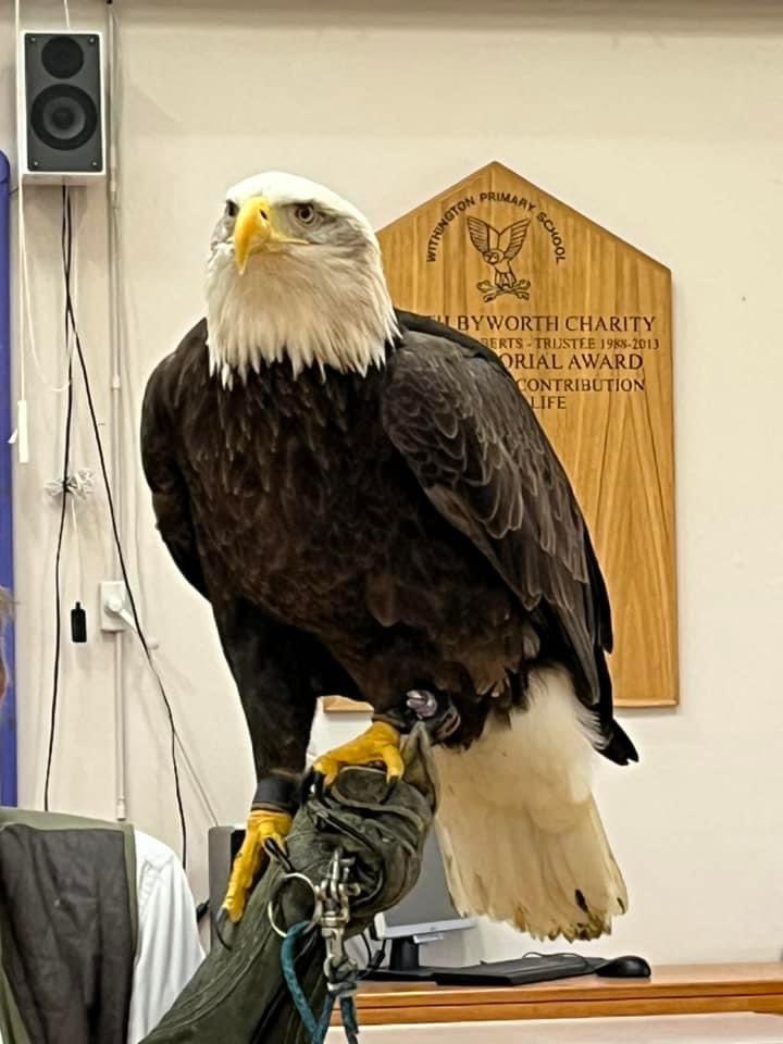 Had a wonderful day today for #scienceweek with the fantastic #AlanAmes and his beautiful birds of prey. So knowledgable and was fascinating to children and staff alike #bringsciencealive #STEMeducation
