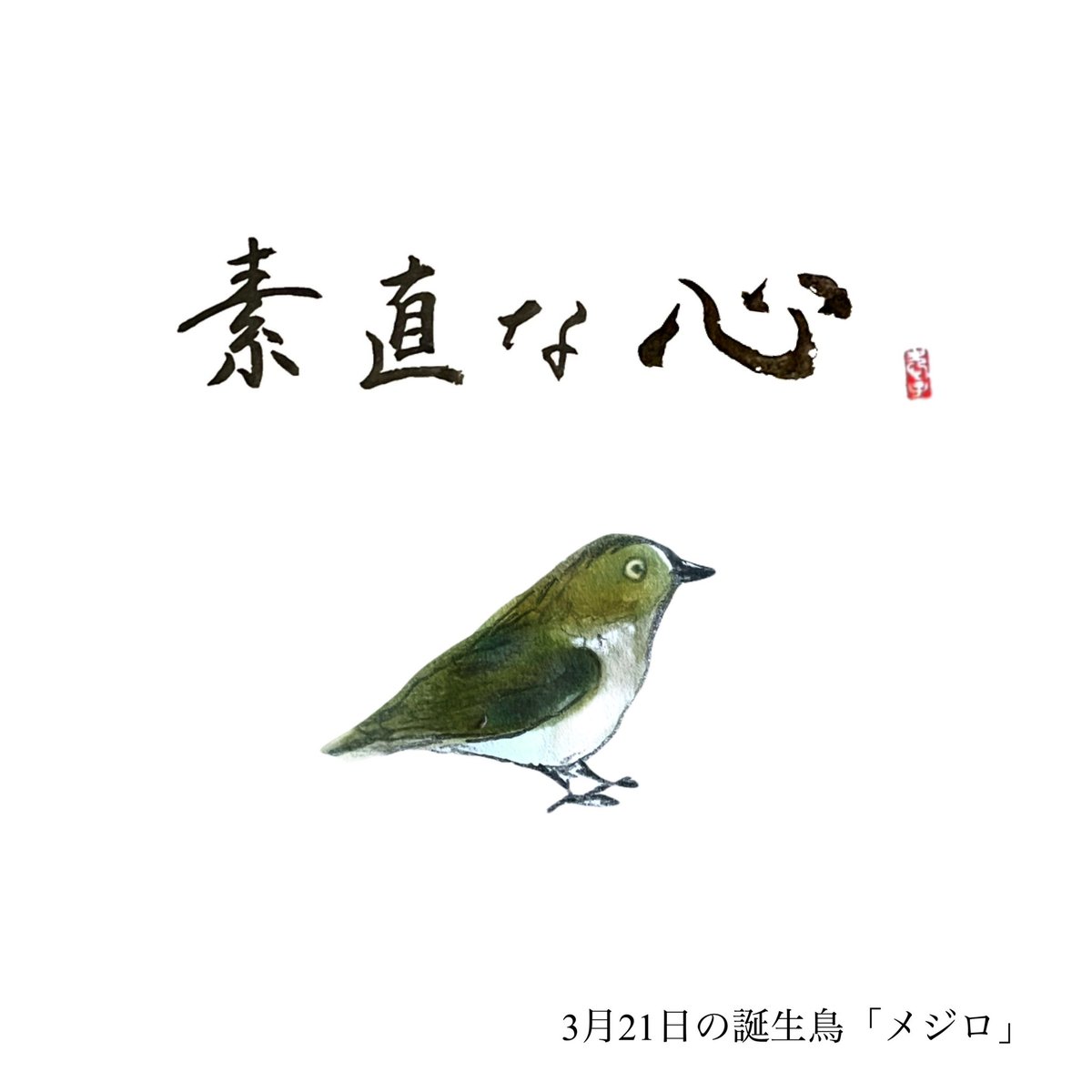 3月21日の誕生鳥 メジロ 鳥言葉 素直な心 東アジアから東南アジアにかけて分布。一年中つがいで行動し、2羽で木々を移動しています。