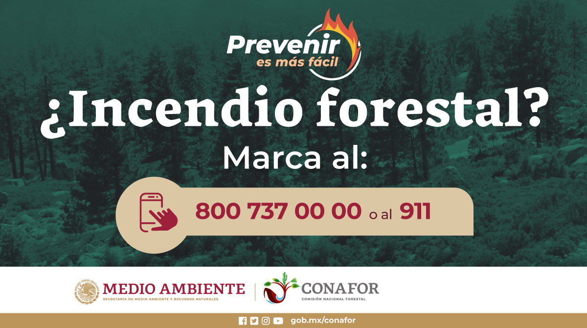 Si ves un #IncendioForestal 🌳🔥, avisa de inmediato 📞 y no intentes apagarlo. Llama al 800 737 00 00 o al 911 🚨