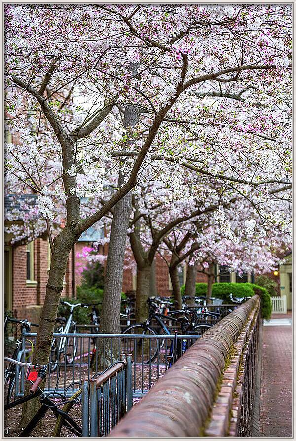 Springtime on Campus rachelsfineartphotography.com/featured/sprin… #Virginia #Williamsburg #photography #WilliamandMary #fineartprint #nature #bikes
