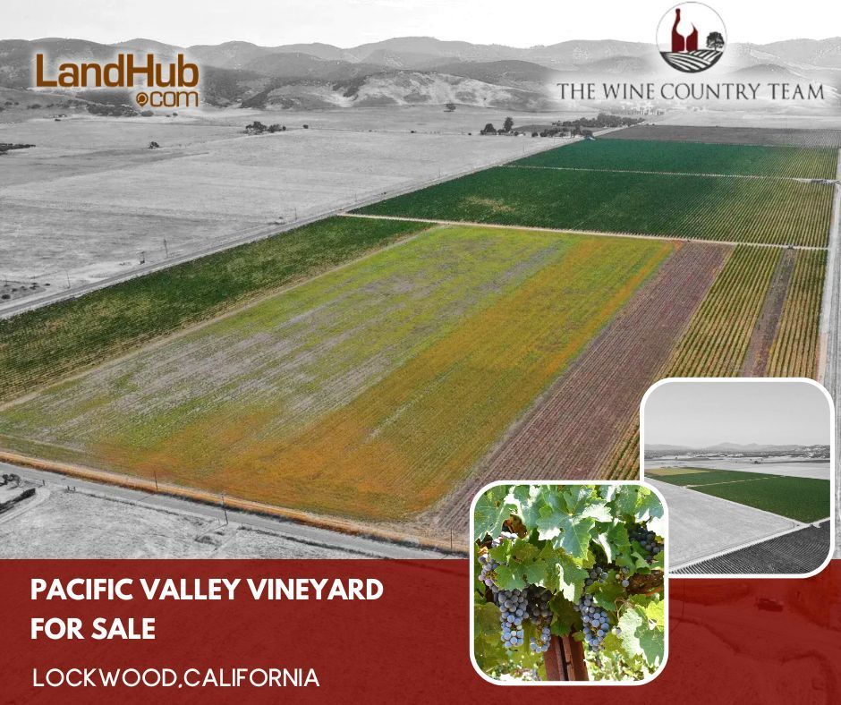 landhub's tweet image. 🍇 Vineyard Paradise: Explore This Award-Winning Haven in San Antonio Valley! 
🌿85 Acres of Prime Vineyard Land 
🏅Renowned Cabernet Sauvignon, Merlot
📅Strong 2024 Harvest Contracts in Place 

MORE INFO 👉 buff.ly/3vcyeZY 
#vineyard #developmentsite #landforsale
