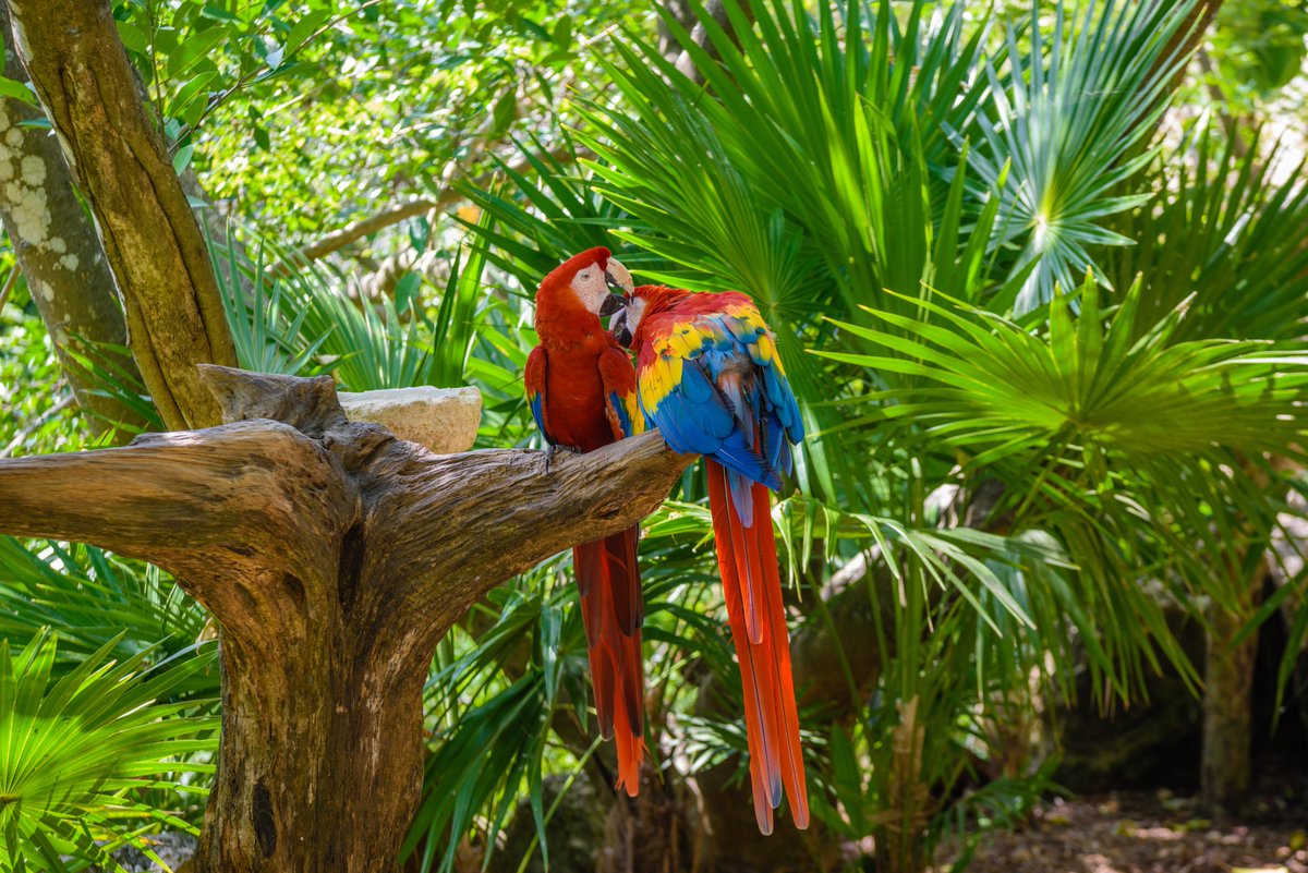 A beautiful pair of Scarlet Macaws perched on a branch 🦜🦜

#scarletmacaw #macaw #macaws #macawlife #parrot #birdfacts #costaricawildlife #costarica