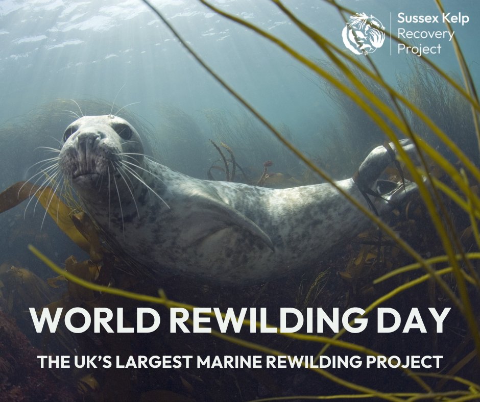 🌍Today is #WorldRewildingDay!🌍 As the largest marine rewilding project in the UK, our efforts to help nature heal provide #HopeIntoAction for healthier marine ecosystems in Sussex and beyond.🌊🌱🦭 📷Arthur Kingdon