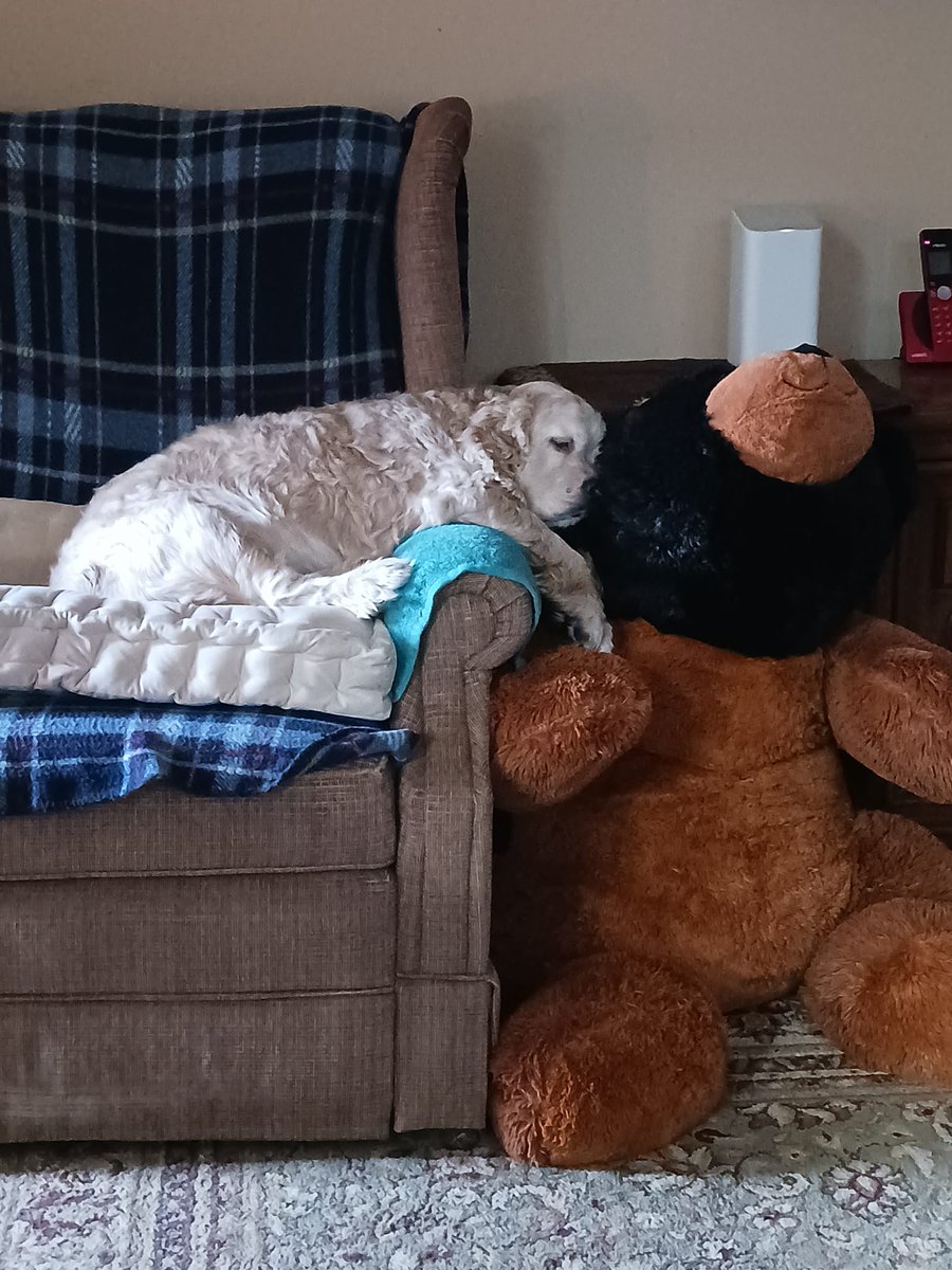 CompanionBridge's tweet image. RJ has injured his leg and needs to see a vet for x-rays. His mom and dad need some help to make that happen. Any help is appreciated.
companionbridge.org/ourstory/rj/