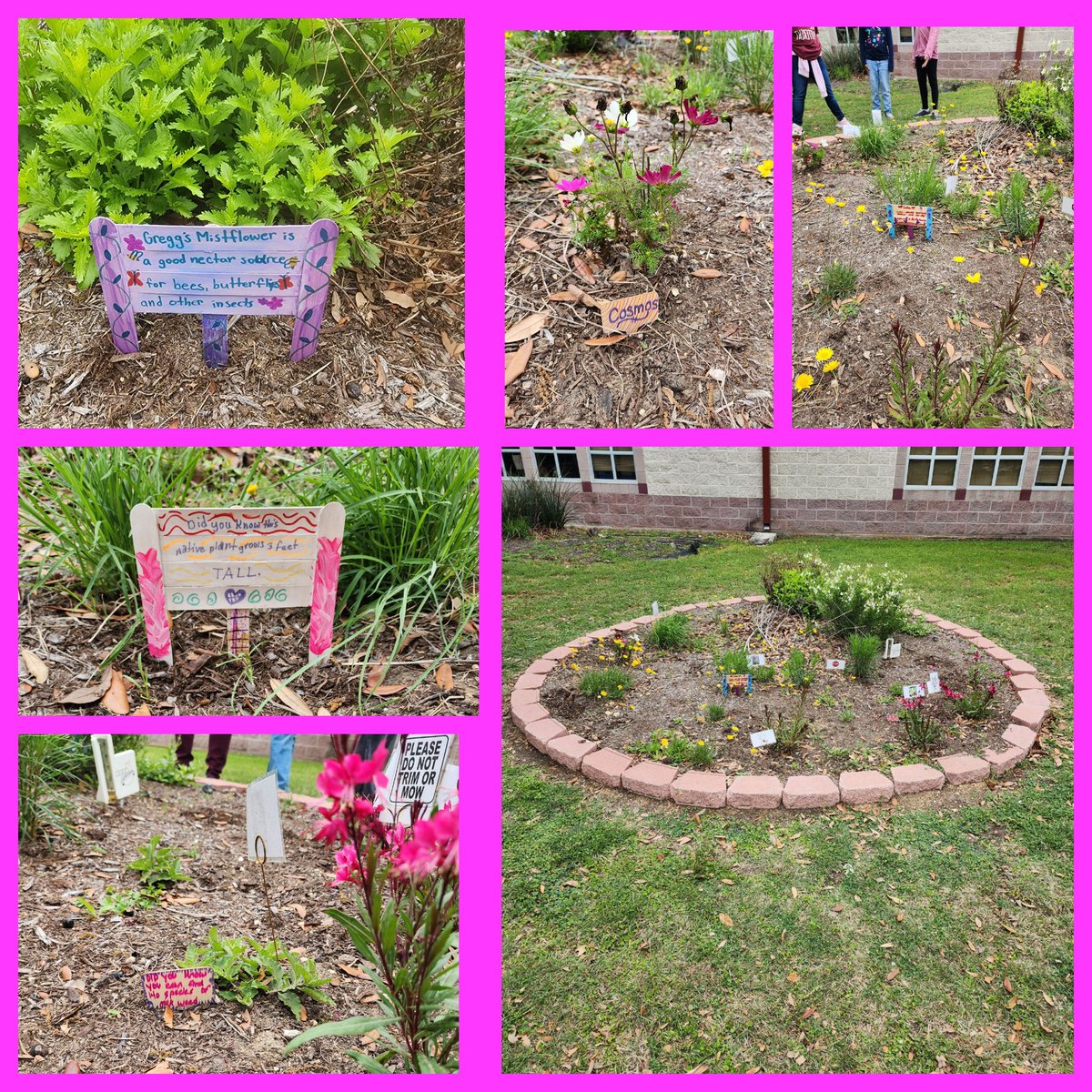 Mrs. Tate-Raba (@nmykah) on Twitter photo Project ACORN has been hard at work! Look at these student made signs featuring fun facts about the Native plants in front of our school. <a href="/NISDRabaES/">Raba Elementary</a> <a href="/StephGriego01/">𝒮𝓉𝑒𝓅𝒽𝒶𝓃𝒾𝑒</a> Project ACORN has been hard at work! Look at these student made signs featuring fun facts about the Native plants in front of our school. <a href="/NISDRabaES/">Raba Elementary</a> <a href="/StephGriego01/">𝒮𝓉𝑒𝓅𝒽𝒶𝓃𝒾𝑒</a>