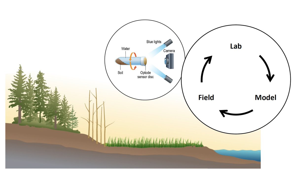 "Time to anoxia": How quickly do #coastal soils become anoxic after a flood? 🌊

We integrated field measurements, lab incubations, and model simulations to understand oxygen consumption in coastal soils. 

#SoilNotDirt