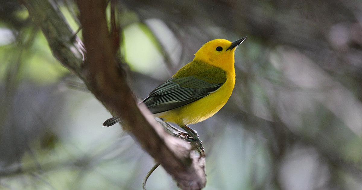 Just in—our partner @DucksUnlimited has secured a $10 million grant from the U.S. Department of Agriculture’s Forest Service for the Flyway Forests initiative. This project is dedicated to the restoration of bottomland hardwood forests and wildlife across the lower Mississippi