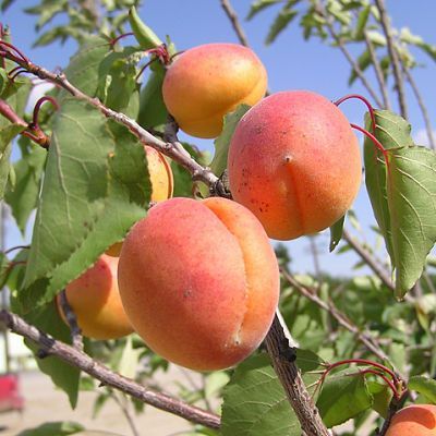 Did you know that I now recommend 4 fruit tree fertilization times a year? We added mid April, Tax Day.  Learn why and so much more in our free Fruit Tree education program called Root Camp.

buff.ly/3rYoNes