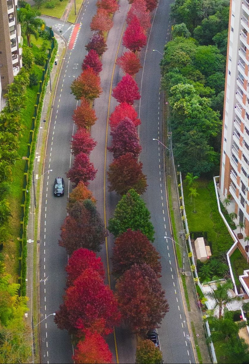 Cores de outono embelezando a paisagem de Curitiba, Paraná.

📸Rodrigo Grimaldi