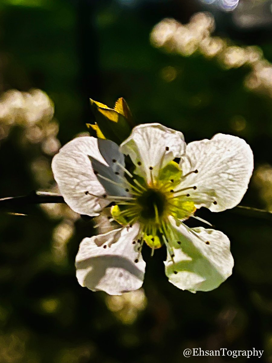 EhsanTography's tweet photo. Fragile Beauty
#iPhone #Photography
#Printems #Spring #Blossom https://t.co/Oxyz5TLfhi