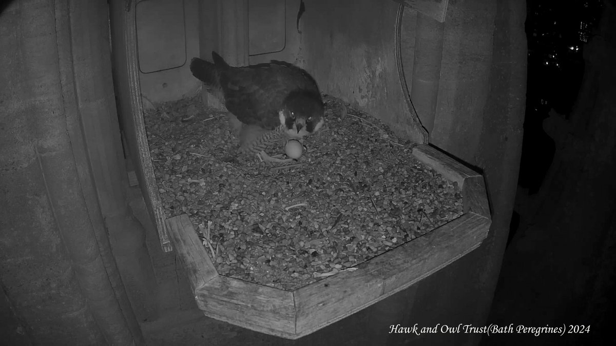 BathPeregrines's tweet image. First Bath Peregrines egg of 2024 laid at 23:19 on 20 March. @Hawkandowluk