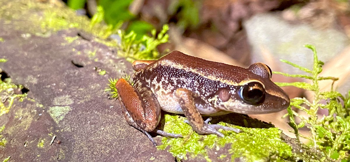 Today is #WorldFrogDay, so the day cannot end without sharing an amazing  Richmond’s #coquí, _Elutherodactylus richmondi_, which is native to #PuertoRico. 

Hoy el #DiaMubdialDeLasRanas no se podía acabar sin compartir una foto del #coquí caoba endémico de #PuertoRico