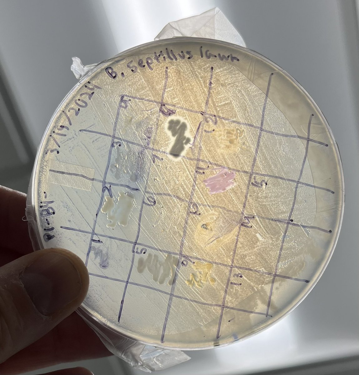 KuhnboBio's tweet image. Maybe some @TinyEarthNet antibacterial action?