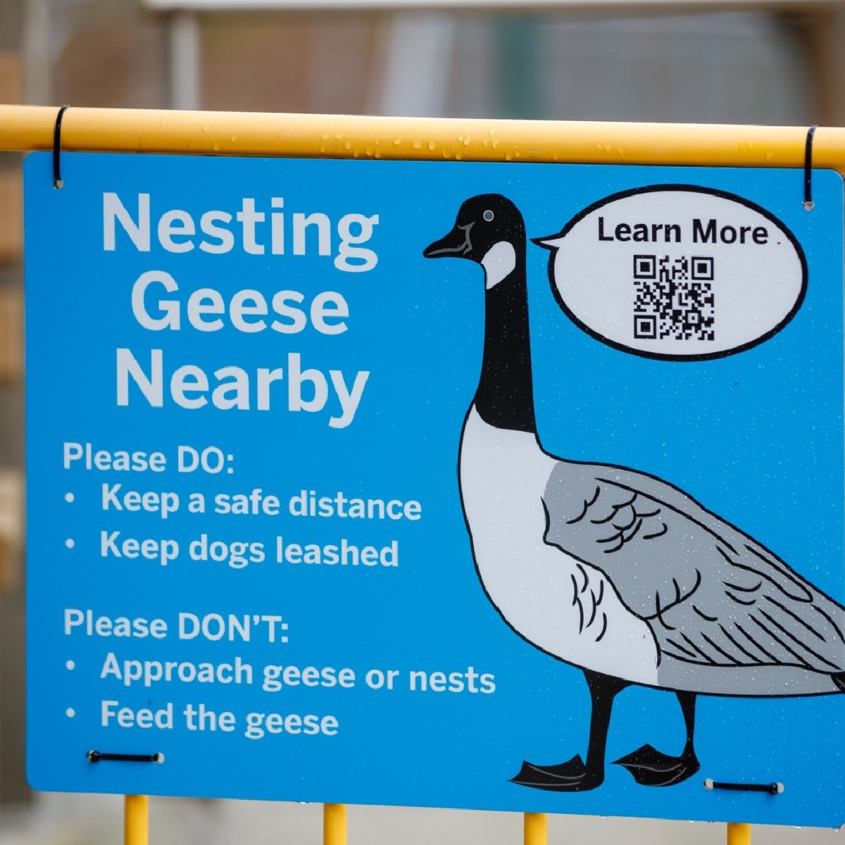 It's nesting season for Canada geese at #WesternU. Here are some tips to stay safe while sharing campus with them: 👉 Keep a safe distance & back away if a goose approaches you 👉 Do not feed them 👉 Report a concern or nesting site to @westernufm More: uwo.ca/fm/notices/sha…