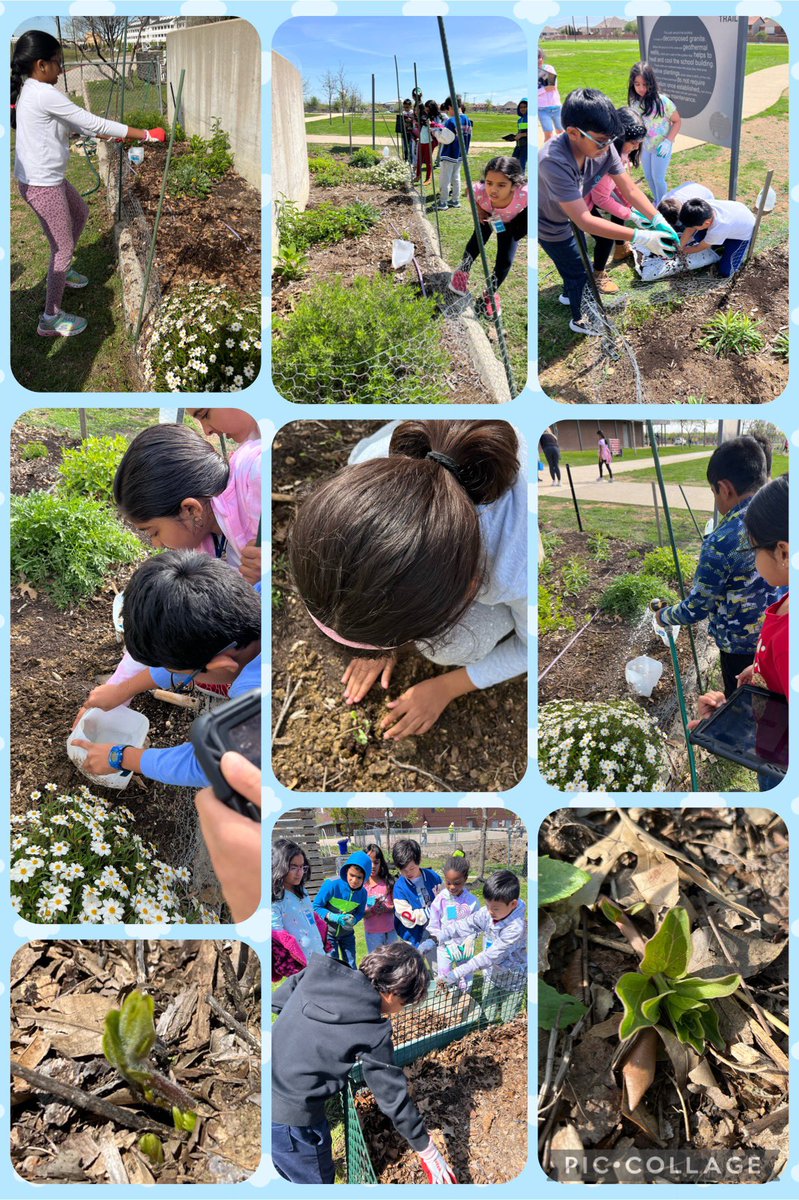 B3 and R3 in STEAM planted new Milkweed plants grown from seeds, observed regrowth of Milkweed and nectar plants, mulched the bed, and watered it. When will we see Monarch butterflies at <a href="/NetZeroLee/">Richard J. Lee Elementary</a>? 🌱🦋 <a href="/RJLSTEAMLab/">Mrs. Shaner</a> <a href="/Ruby__Bryant/">Ms. Bryant</a> <a href="/MsHoopersClass/">Ms. Hooper's Class</a>