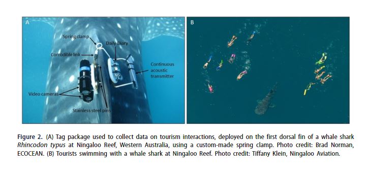 OceaniaSharks's tweet photo. ๐จ ๐ก๐๐ช ๐ฃ๐๐ฃ๐๐ฅ ๐จ
New #whaleshark research led by @samdalrey in the Journal of Sustainable Tourism ๐
This study used #biotelemetry to collect high-resolution data on whale sharksโ movement behaviour in the presence or absence of tourists.
Paper โก๏ธhttps://t.co/sYuxUUa8pF https://t.co/HB9N79bLEG