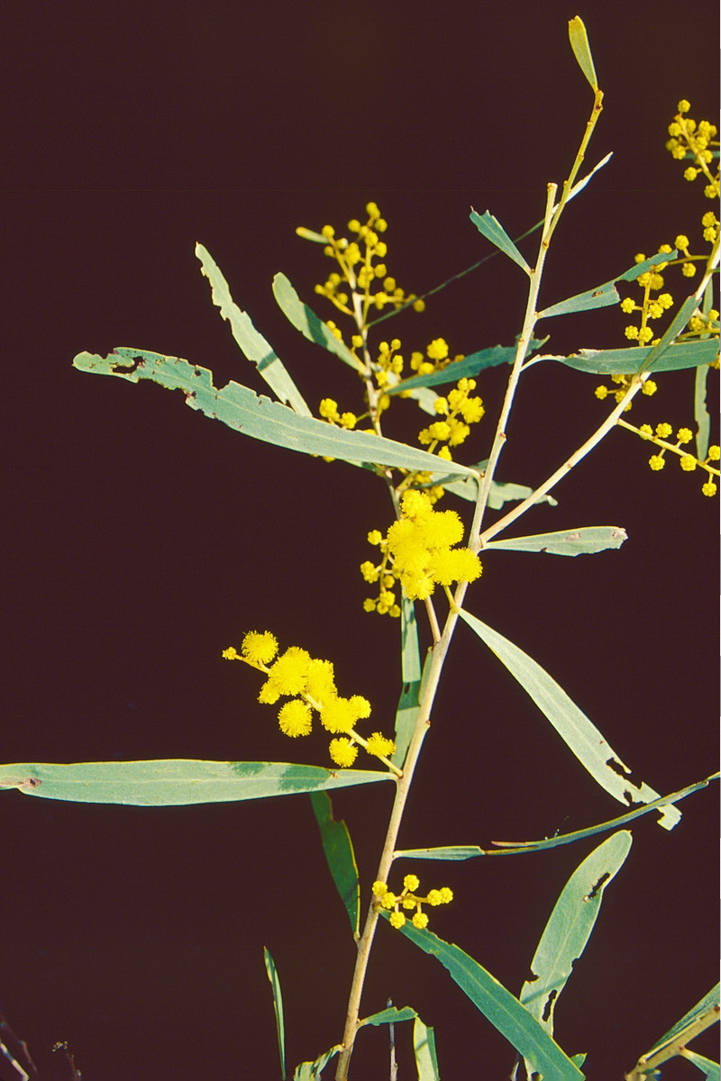 Please excuse us while we swoon over these glorious old photographs of plants from Carnarvon Station 😍 These photographs were taken back in 2005 by volunteer rangers Don and Betty Wood. What would we do without volunteers! 📍 Carnarvon Station Reserve, Bidjara Country, QLD