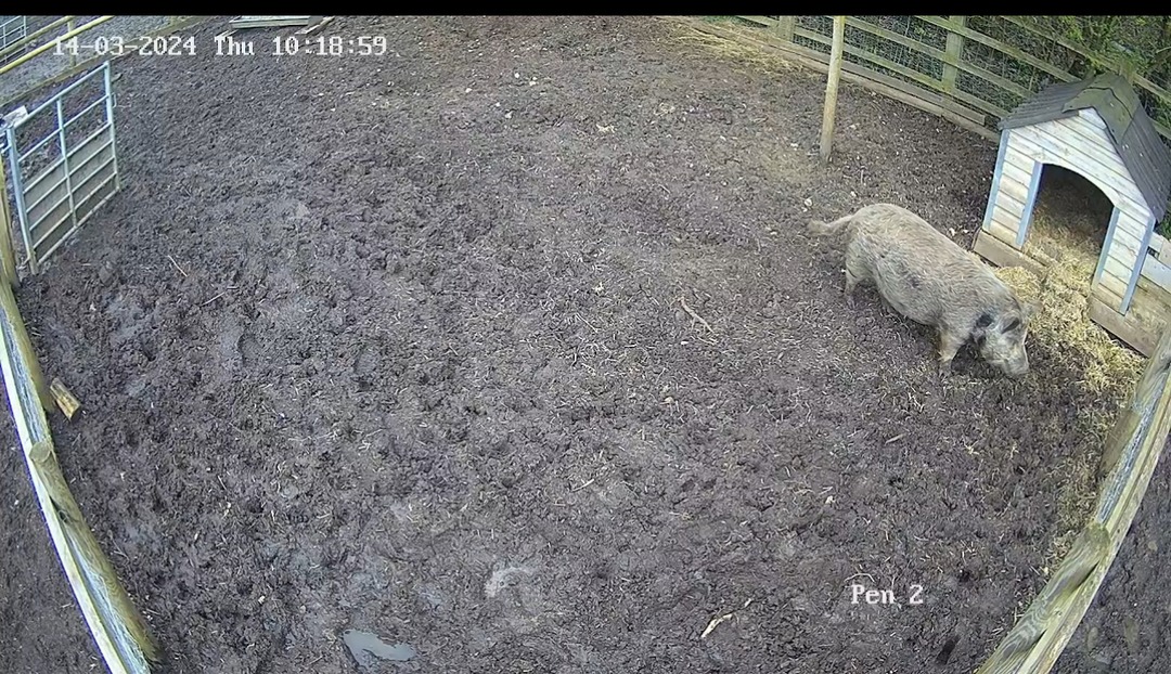 Have you been watching all the piglet action on our round the clock piglet cam? It's been like PIG BROTHER! Visit our website kewlittlepigs.com or our YouTube and Twitch sites to see what all the fuss is about! ~#pigcam #kewlittlepigs #daysoutuk #easterdaysout #micropigs