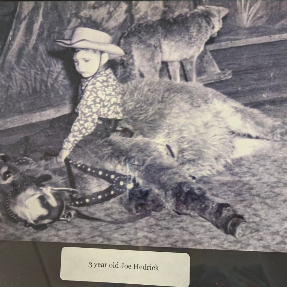 Welcome to the FHSU Rodeo Hall of Fame.   2024 inductee the ultimate SHOWMAN, Joe Hedrick!!