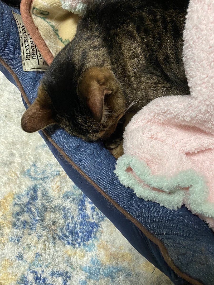 hideron1972's tweet photo. 病気で捨てられた福ちゃん、口の出血と痛みは止まりましたがお水や流動食もとれなくて、腎臓の数値がすごく上がり尿毒症になり生死をさまよってます、血管からの点滴でやっと頭を上げ、目を開きますが起き上がれません、しばらくは点滴です。福ちゃんはどんな過去をたどってきたのか、後ろ足両方とも https://t.co/Xlk9bOOzTZ