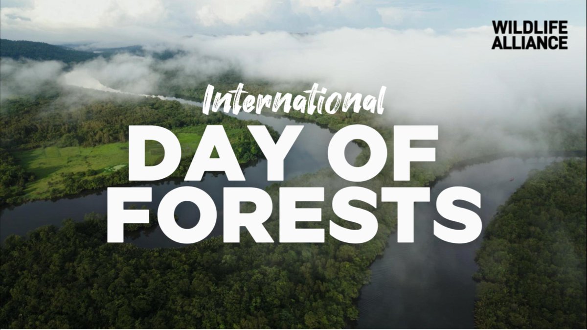 As we celebrate International Day of Forests, let's commit to protecting The Cardamom Rainforest in Cambodia—Southeast Asia's only remaining unfragmented rainforest. Protect what we have; the time is now! #wildlifealliance #InternationalDayOfForests #ForestProtection #Cambodia