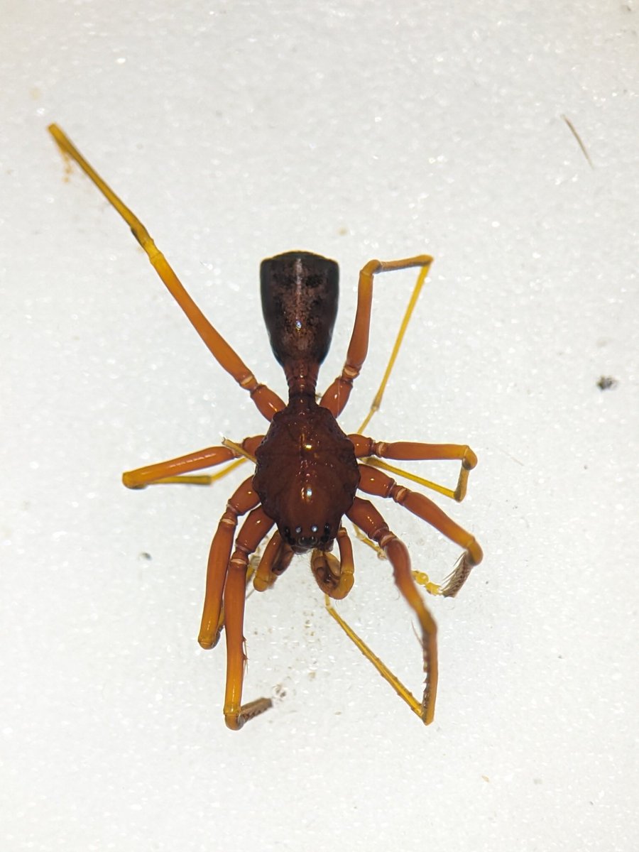 KalaKemangga's tweet photo. A spider with a flat butt https://t.co/MvPHrvNZm4