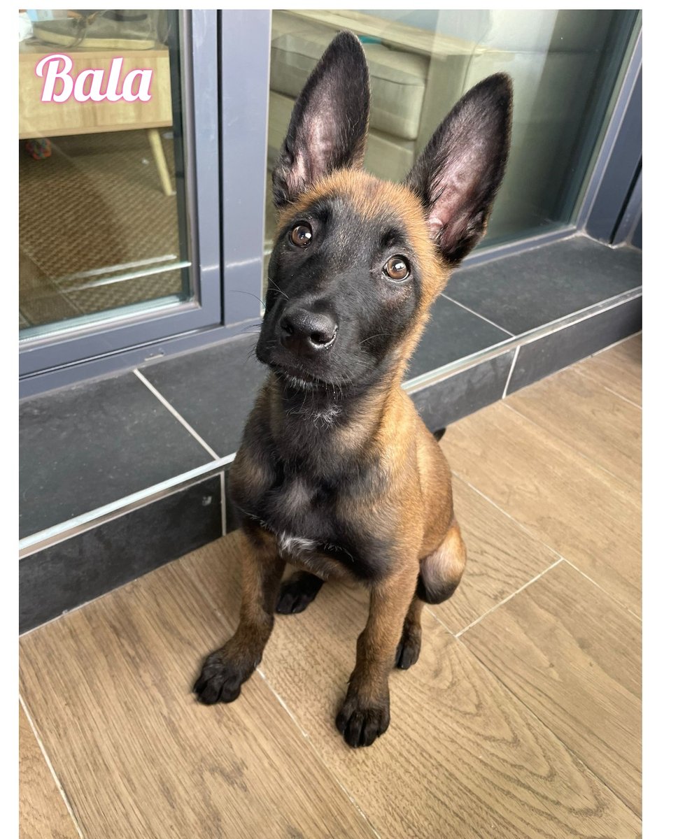 🆘🆘#madrid
BALA cachorra #pastorbelgamalinois de 4 meses 
NECESITA #casadeacogida o #adopcion,su papi humano ha enfermado gravemente
Sociable con niños y 🐶
Se entrega chipada,vacunada,desparasitada y CON compromiso de castración
CONTACTO📩 facenuevavida@gmail.com
#acoge #adopta