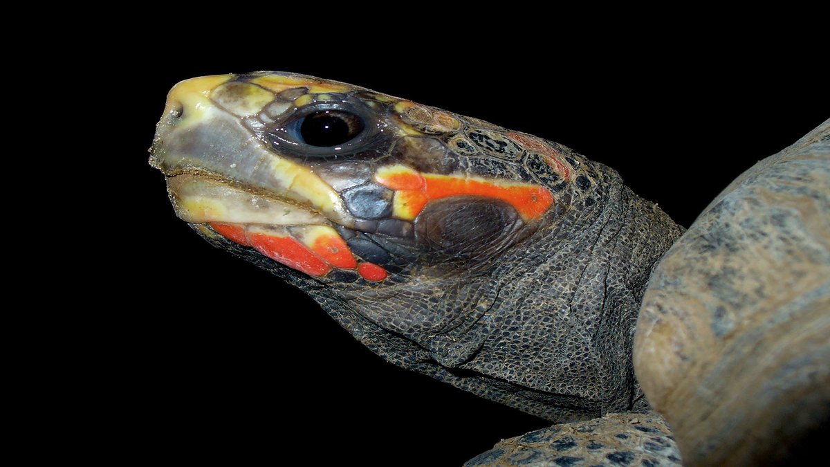 sage_s65739624's tweet photo. How to handle a red-footed tortoise as a pet? Native to both South and Central America, the red-footed tortoise can be found in both wet and dry woods and grasslands. #RedFootedTortoises #Tortoises #PetCare
https://t.co/lPrd27adVO https://t.co/57L1KUHFCX