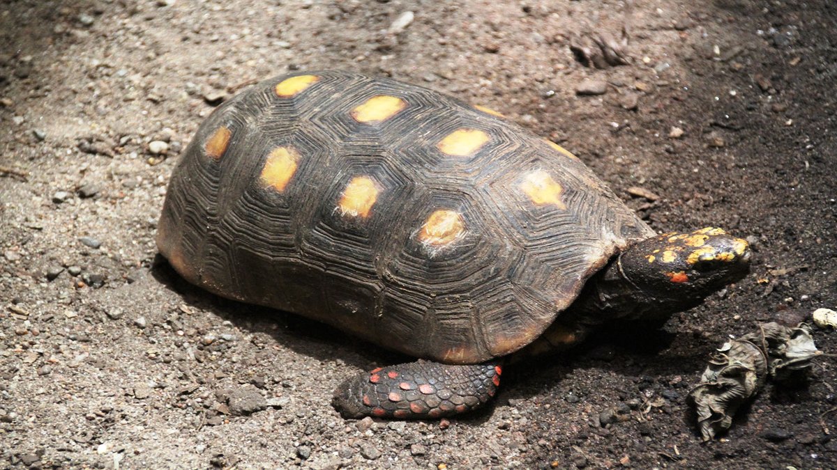 sage_s65739624's tweet photo. How to handle a red-footed tortoise as a pet? Native to both South and Central America, the red-footed tortoise can be found in both wet and dry woods and grasslands. #RedFootedTortoises #Tortoises #PetCare
https://t.co/lPrd27adVO https://t.co/57L1KUHFCX