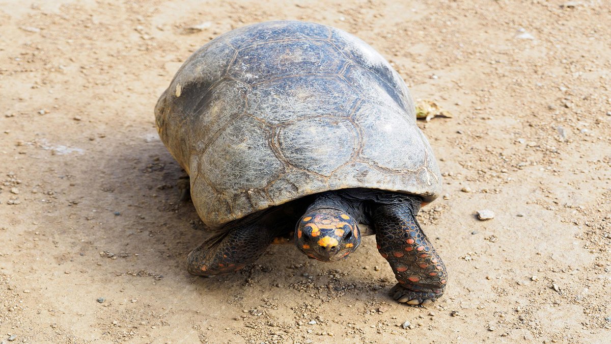 sage_s65739624's tweet photo. How to handle a red-footed tortoise as a pet? Native to both South and Central America, the red-footed tortoise can be found in both wet and dry woods and grasslands. #RedFootedTortoises #Tortoises #PetCare
https://t.co/lPrd27adVO https://t.co/57L1KUHFCX