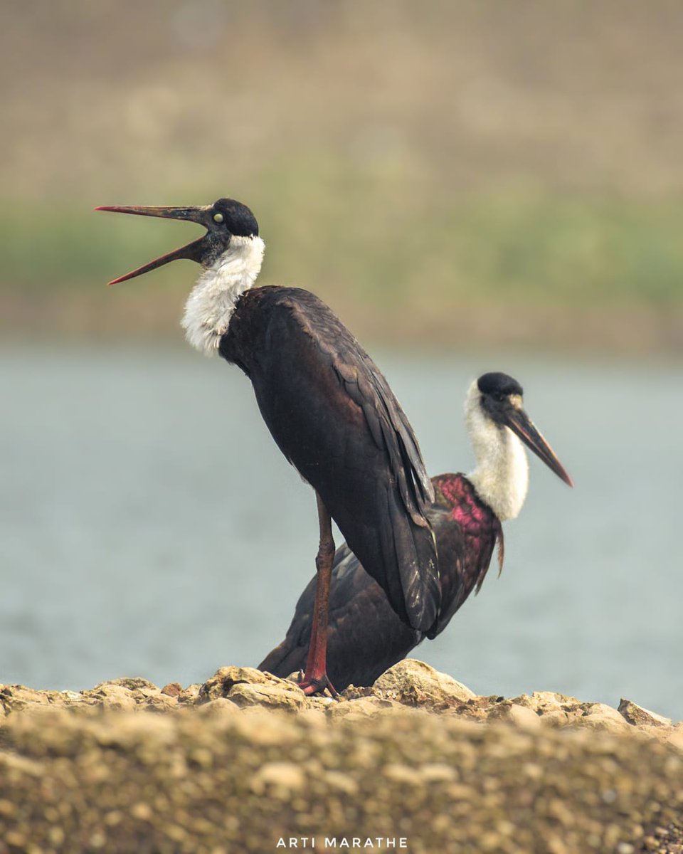 Woolly-necked Stork #IndiAves #ThePhotoHour #BBCWildlifePOTD #natgeoindia #nikon #wildlifephotography #birdphotography #birdwatching #birds #nature #photooftheday