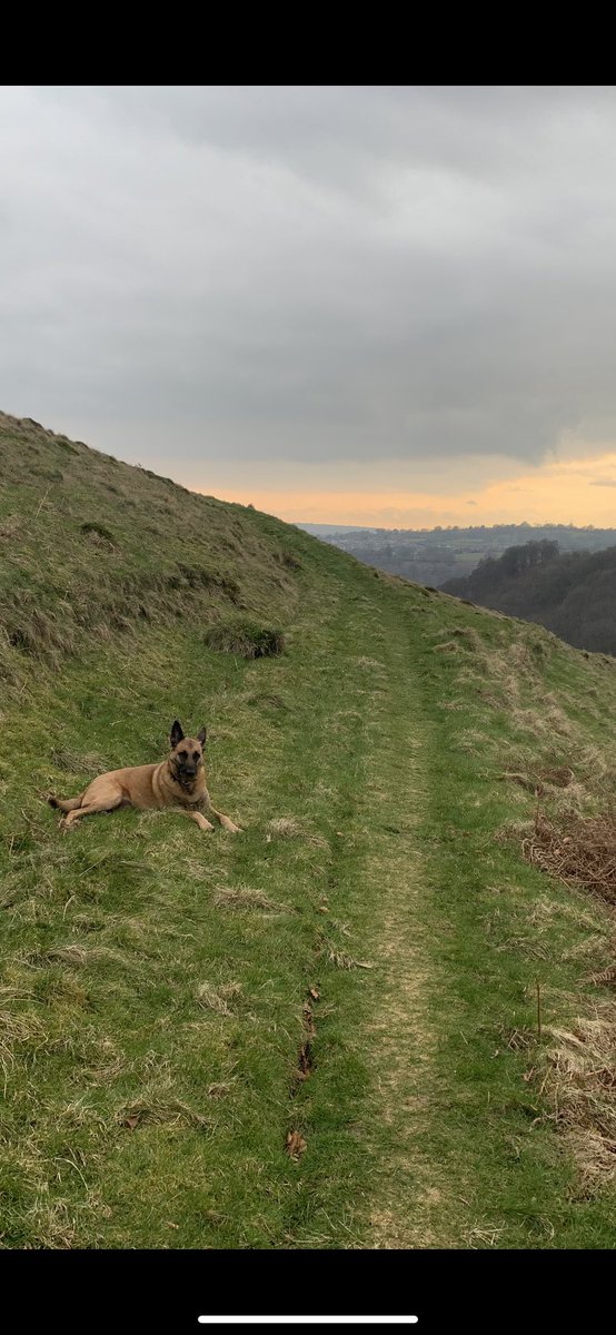 H100Richie's tweet photo. Can’t imagine life without my Belgian malinois 🐕❤️ https://t.co/8MgZm4g7u6