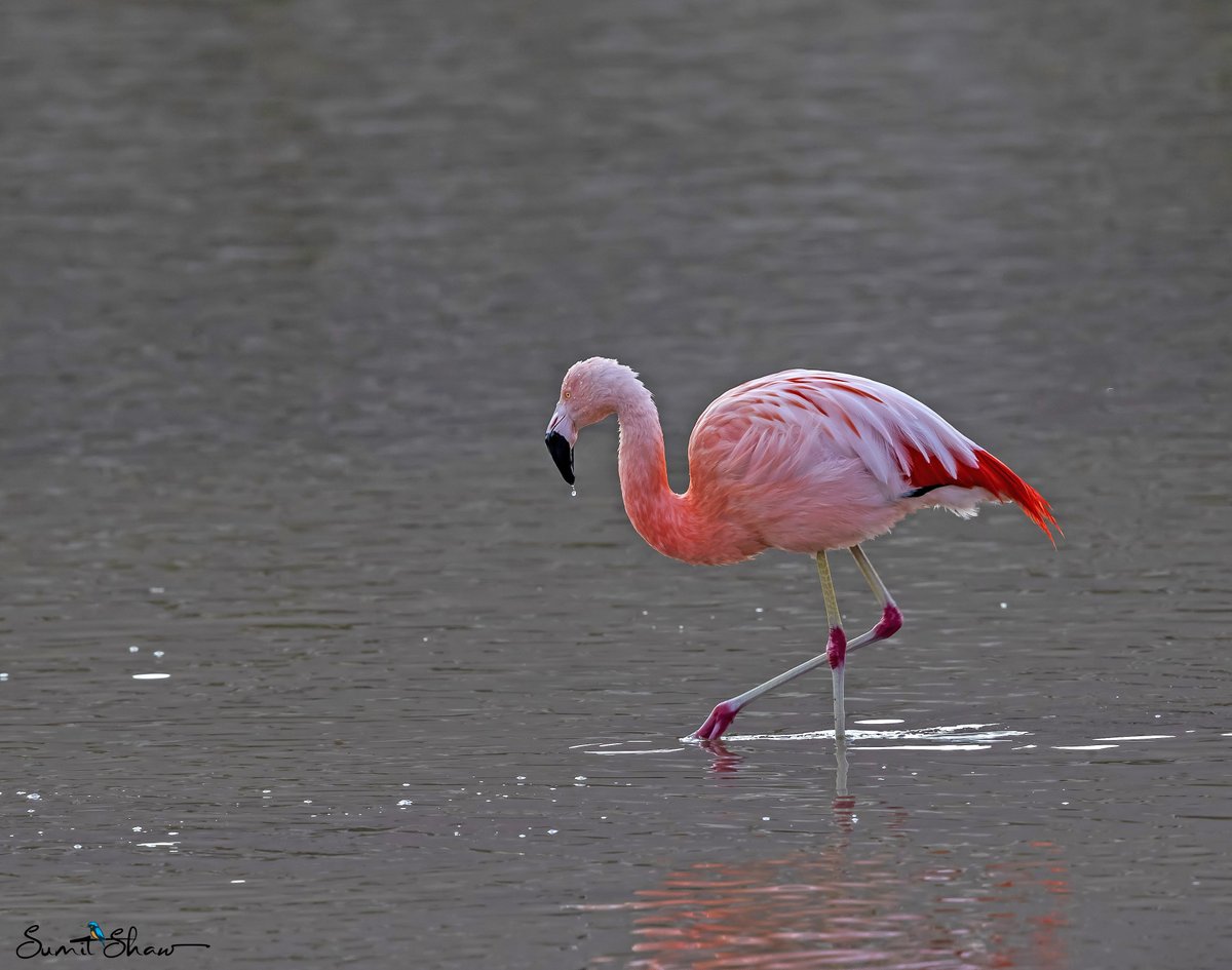 Chilean Flamingo

#ChileanFlamingo #FlamingoLove #PinkPerfection #FlamingoFriday #WildlifeWednesday #BirdsOfSouthAmerica #NaturePhotography #BirdWatching #BirdsInParadise #WetlandWonders #NatureLovers #BirdPhotography #FeatheredFriends #BeautifulBirds #ConservationConversations