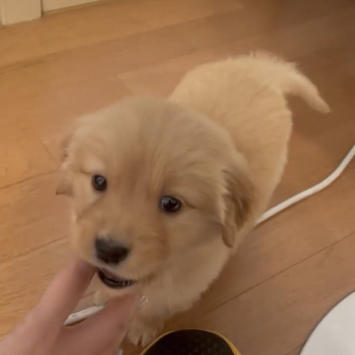 มะกี้ไปลุบหัวม๋าตุวไหนมา 😡