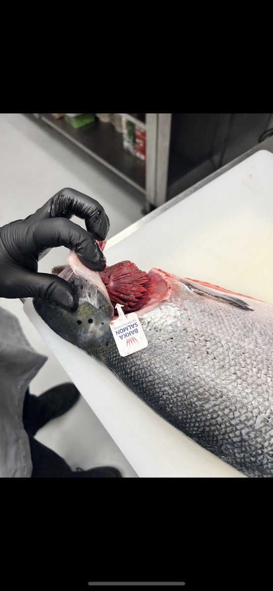 How about some beautiful red gills on this Bakkafrost Scottish salmon