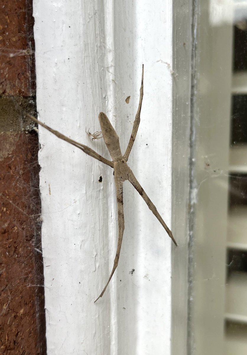 How are you doing, sweet net-caster? #lovespiders 😎