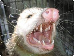 mightytapir's tweet photo. ack, opossum, wake up!  Your joeys need you!  Your team needs you!  Use those 50 teeth and get up and bite that snake on its hoggy nose!  #2024mmm #teamopossum https://t.co/W94ar4sTfX