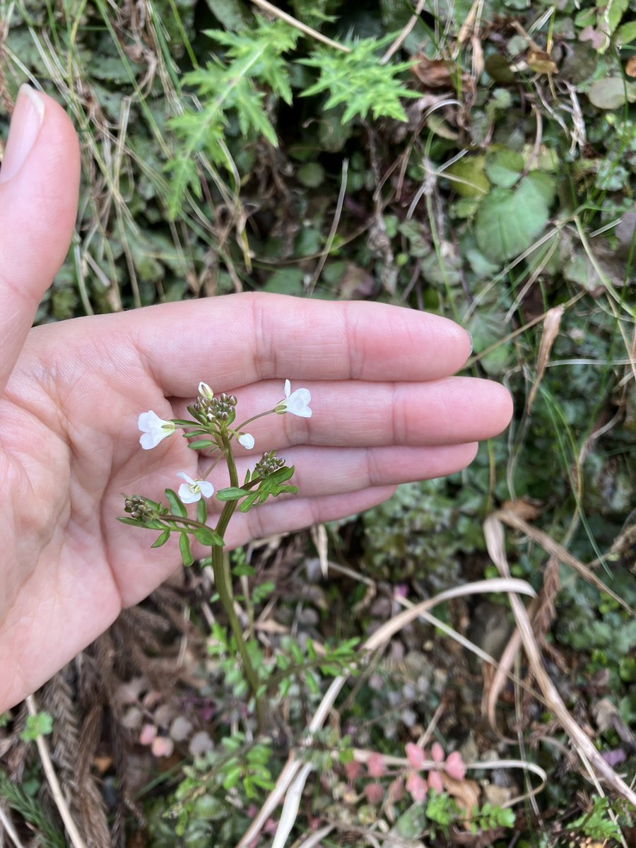 liklikmeri's tweet photo. スズシロソウみたいに花の大きなCardamine(徳島県那賀町)

タネツケバナを育てた時、同じ株でも花の大きさは栄養状態で段違いに変わった。
でもここまでの大きさにはならなかったなって思うと微妙に敗北感😂 https://t.co/NdRuYrefe5