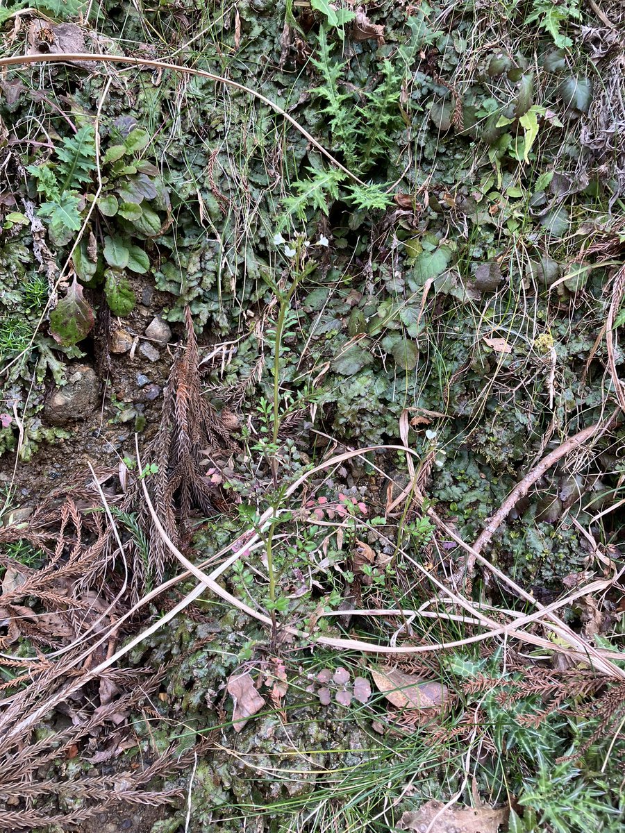liklikmeri's tweet photo. スズシロソウみたいに花の大きなCardamine(徳島県那賀町)

タネツケバナを育てた時、同じ株でも花の大きさは栄養状態で段違いに変わった。
でもここまでの大きさにはならなかったなって思うと微妙に敗北感😂 https://t.co/NdRuYrefe5