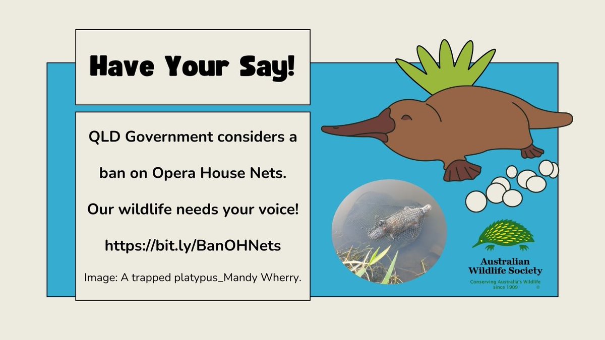 Ecologist and @WildlifeQLD Queensland PlatypusWatch Project Officer, Dr Tamielle Brunt, explains why you should consider supporting the ban: bit.ly/4ajL8E2 Submissions close at 5 pm on Thursday, 9 May 2024.  Have your say: bit.ly/BanOHNets