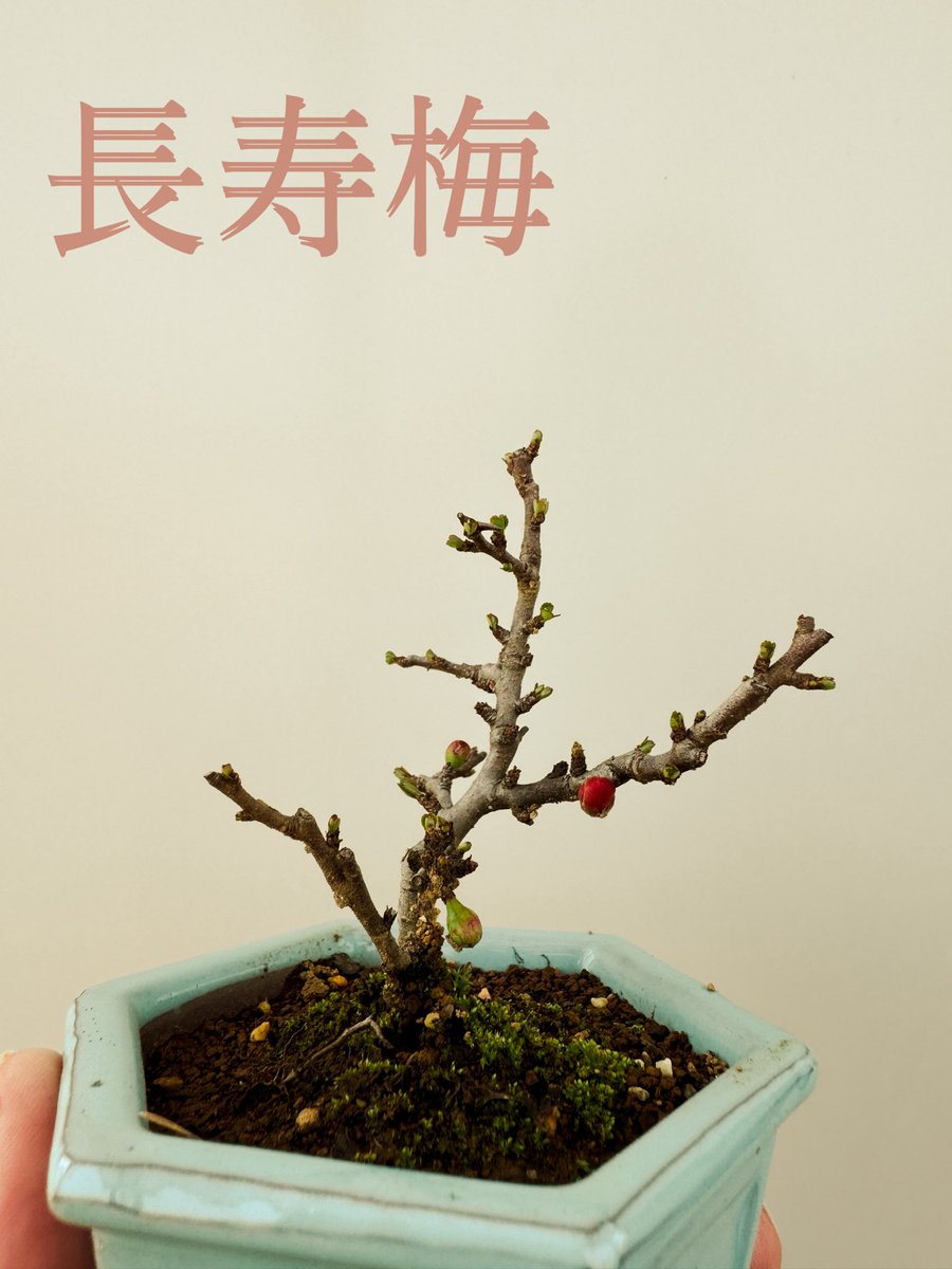 koni_bon's tweet photo. 長寿梅さん。小さい蕾かわいい。
Prom’s small bud

#盆栽 #盆栽好きと繋がりたい  #盆栽のある暮らし #盆栽初心者 #長寿梅 #bonsai  #minibonsai #bonsailife #japan #prum https://t.co/DvVGR66PlT
