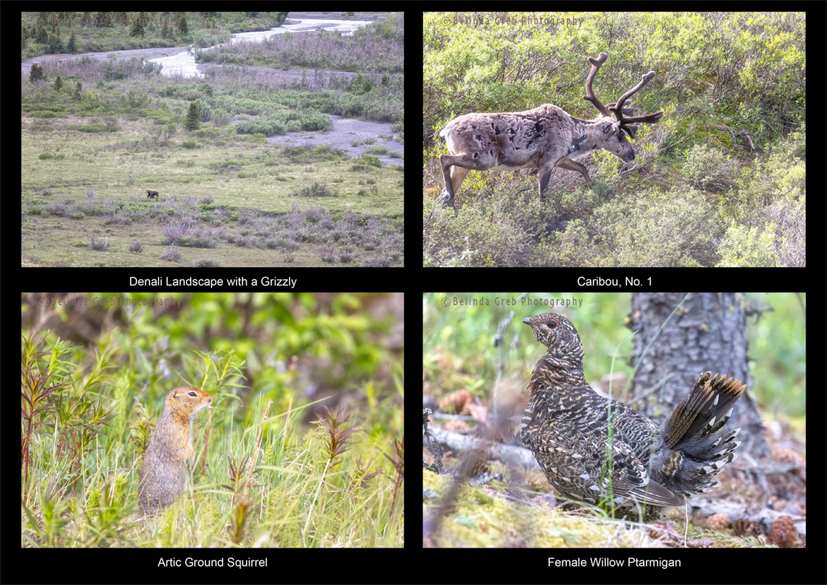 Denali National Park is such a beautiful place and a great habitat for animals. Belinda Greb Photography fineartamerica.com/featured/denal… fineartamerica.com/featured/carib… fineartamerica.com/featured/artic… fineartamerica.com/featured/femal…