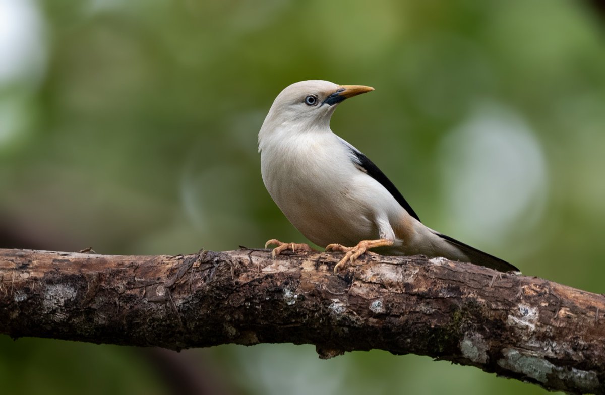 Our today's theme is 'Starlings Spl'. There are 128 species of the same in the World. Do post your Starlings species. Most liked pic in comment, will be reposted. White-headed Starling Also known as the Andaman white-headed starling. #IndiAves #ThePhotoHour
