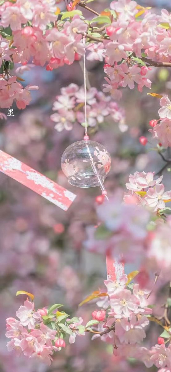 #魅力中國 
春天到了赏樱的季节~