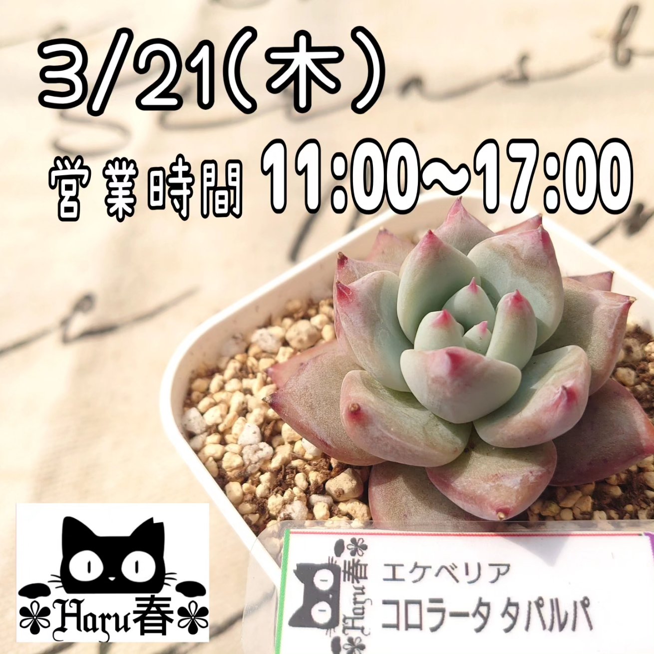 多肉植物専門店 ✾Haru春✾ على X: 