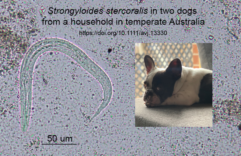 🚨 Strongyloides in dogs in Sydney.🪱🐕‍🦺Something you don't usually see in Sydney. 💩🇦🇺 So we wrote about it. ✍️ @Sydney_Uni @Sydney_Vet @Sydney_ID @Sydney_ID @AS_Para doi.org/10.1111/avj.13…